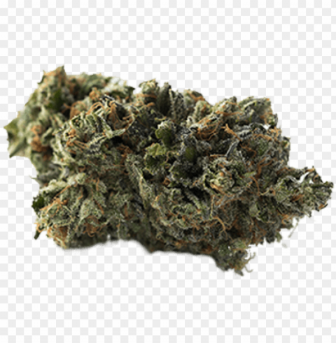 og kush - bud marijuana Isolated Artwork on Clear Background PNG PNG transparent with Clear Background ID c9a95afd