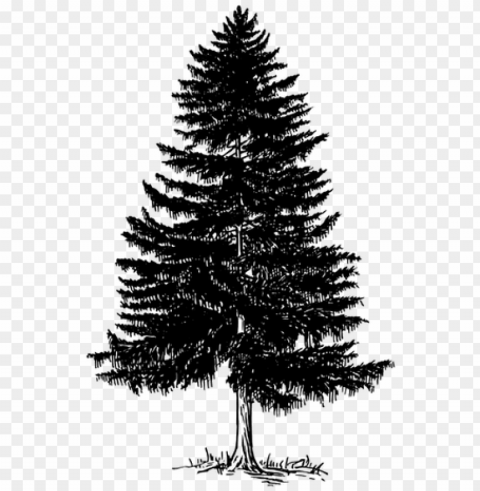 ohon cemara - fir tree black and white Free PNG images with clear backdrop