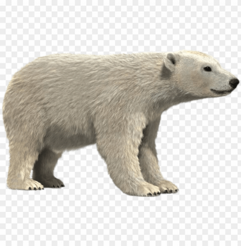 olar bear 3d model - polar bear Isolated Design Element on Transparent PNG