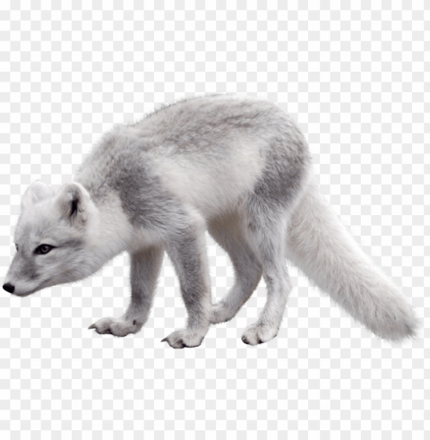 olar fox clipart artic - arctic fox PNG with Isolated Transparency