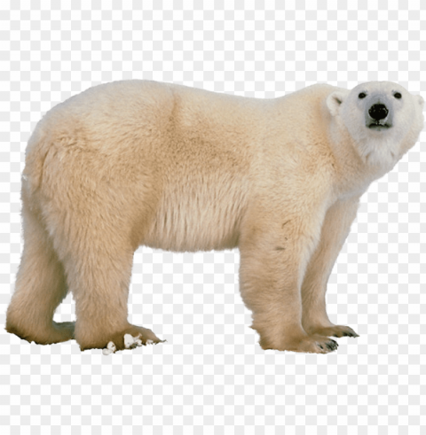 olar white bear - polar bear PNG with no background required