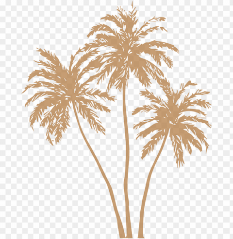 old palm leaves image free stock - gold palm tree PNG with clear background set