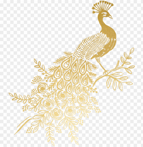 old peacock Isolated Item on Transparent PNG Format