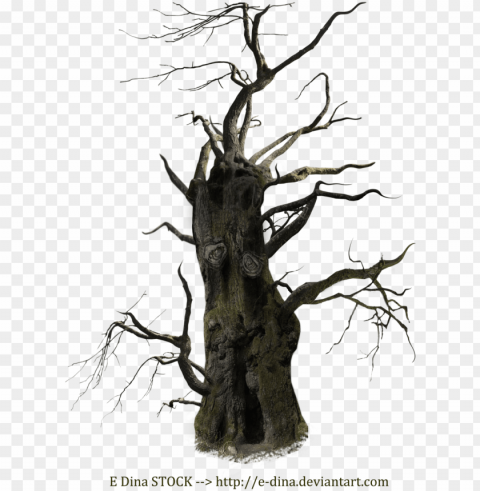 old tree free download - old dead tree HighResolution Transparent PNG Isolated Graphic