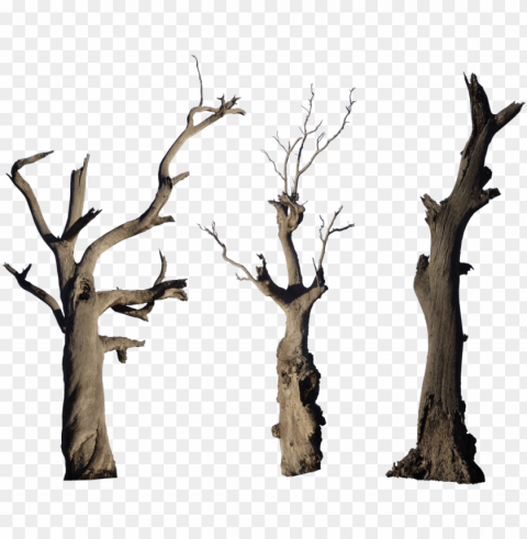 old tree high-quality image - old tree trunk Free download PNG images with alpha channel