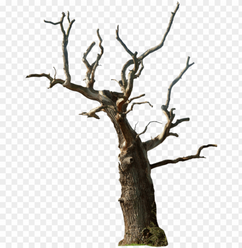 old tree photo - dead tree PNG transparent graphic