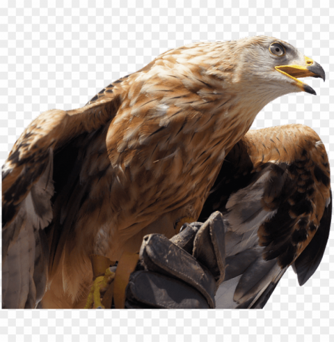 olden eagle - golden eagle head PNG images for banners