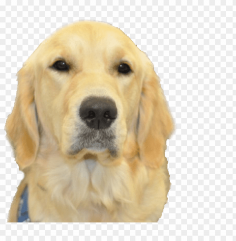 olden head no background - dogs head no background Transparent PNG Isolated Element with Clarity PNG transparent with Clear Background ID 23999c7f