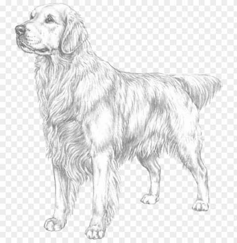 Olden Retriever - Golden Retriever Printable Coloring Pages Isolated Character In Transparent PNG