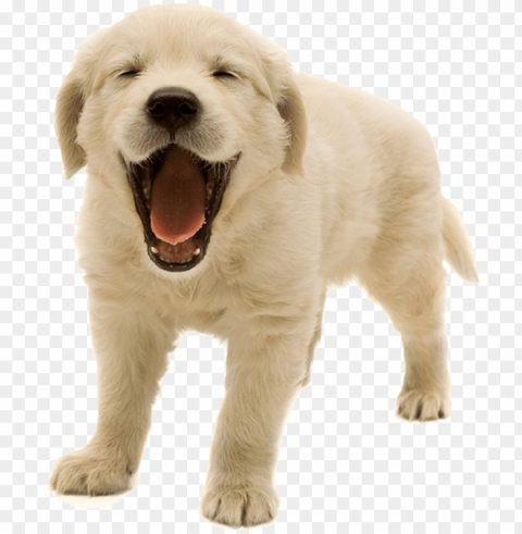 olden retriever puppy Isolated Subject on Clear Background PNG