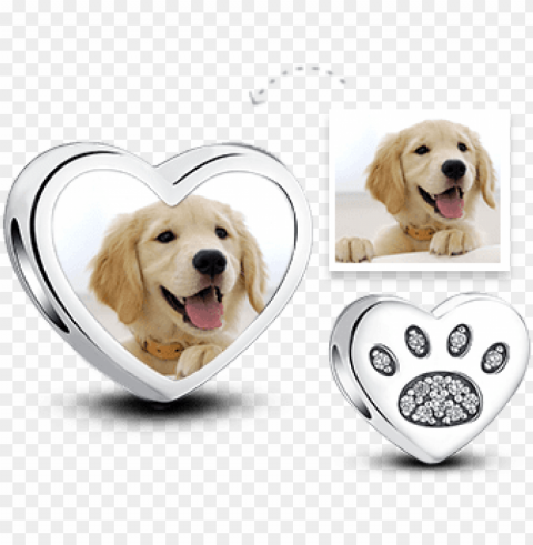 olden retriever puppy Clean Background Isolated PNG Image