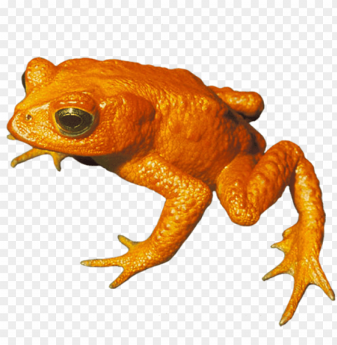 olden toad toad clip art - golden toad transparent PNG files with no background wide assortment