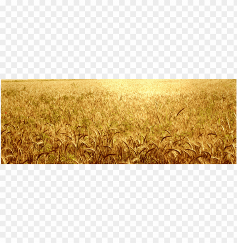 olden wheat fields - golden rice paddy field Transparent Background PNG Isolated Character