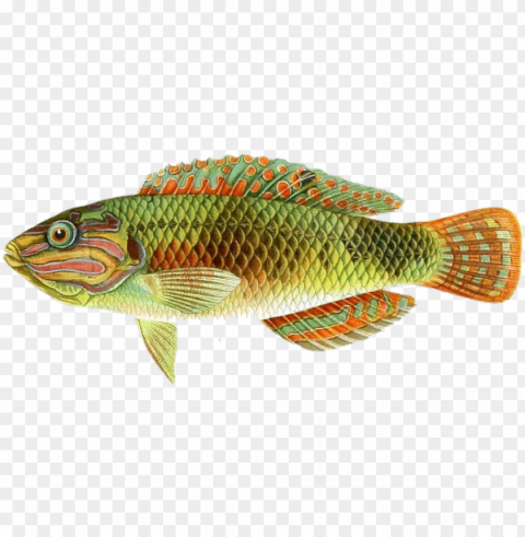 oldenfish sticker - cichla PNG images without BG PNG transparent with Clear Background ID ed63dbd0