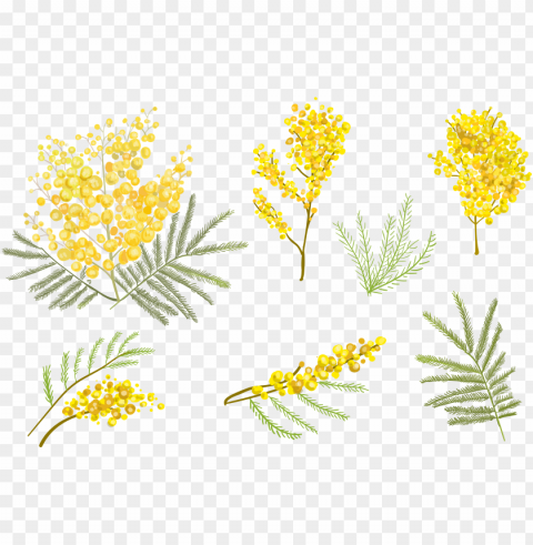 oldenrod drawing watercolor - yellow flower vector HighQuality Transparent PNG Object Isolation