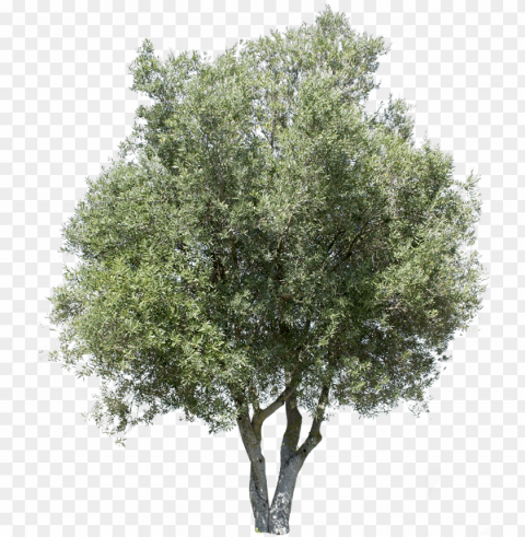 olea europaea i - background olive tree Transparent graphics