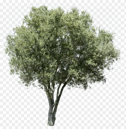 olea europaea v - olive tree cut out Isolated Character on Transparent PNG