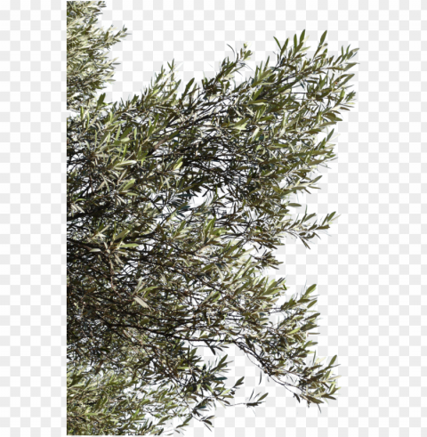 olive tree branch Clear PNG pictures bundle