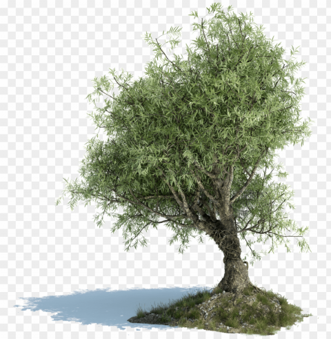 olive tree image library download - old olive tree PNG Graphic with Clear Isolation