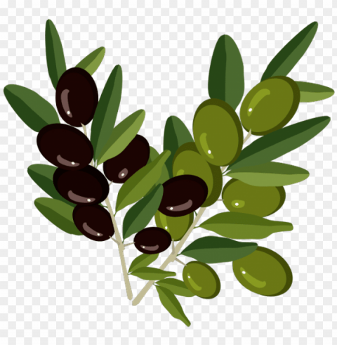 Оливки Веточка Оливы olive branch oliven olivenzweig - Веточки Оливы Пнг PNG Graphic with Transparent Background Isolation