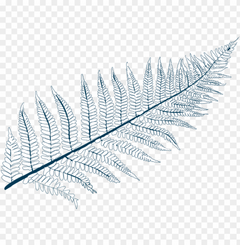 Olypodium Californicum - Line Art Isolated Graphic In Transparent PNG Format