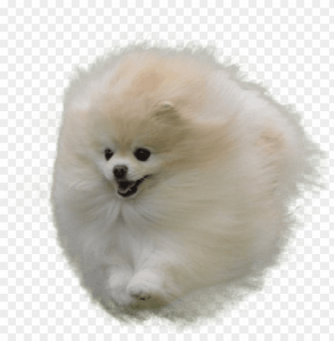 omeranian in the air - white pomeranian no background PNG images with clear alpha channel