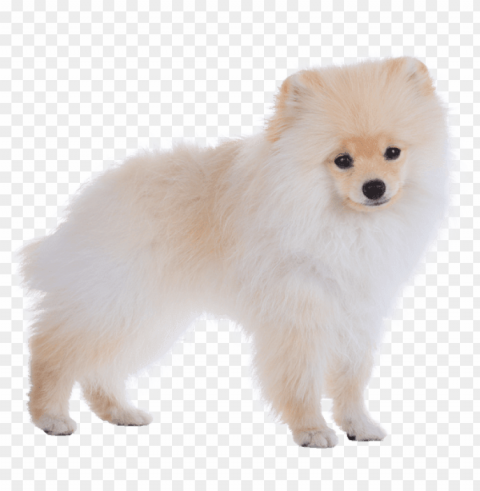 omeranian - pomeranian transparent PNG images with no background needed