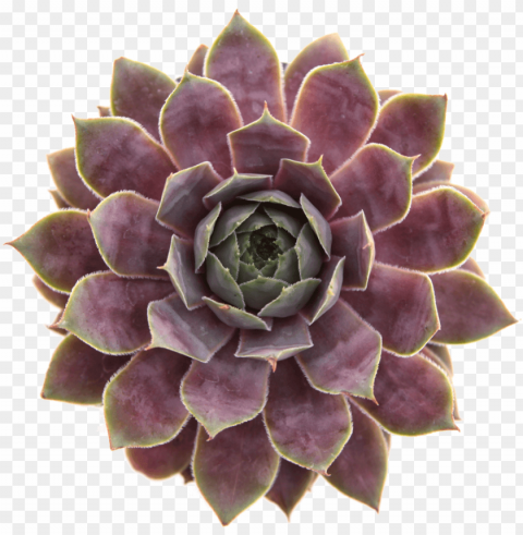 on toxic pet safe succulents - succulent plant Transparent PNG Isolated Illustration