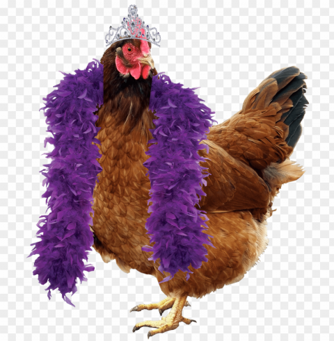 one hen per person - chicke PNG with no registration needed