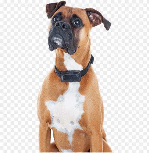 ood grooming practices at home and train your pet - boxer Clear Background Isolated PNG Illustration