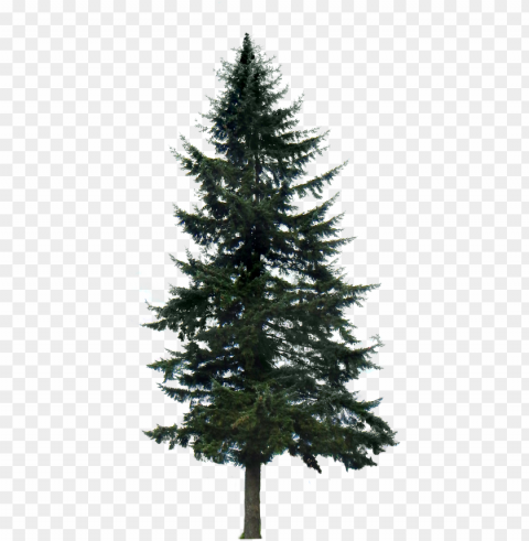 oogle search tree render tree photoshop pine tree - pine trees Transparent background PNG gallery