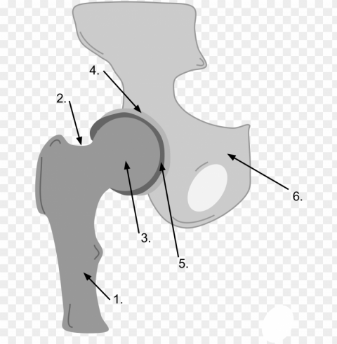 open - ball and socket joint drawi Transparent PNG images free download PNG transparent with Clear Background ID 4ae67741