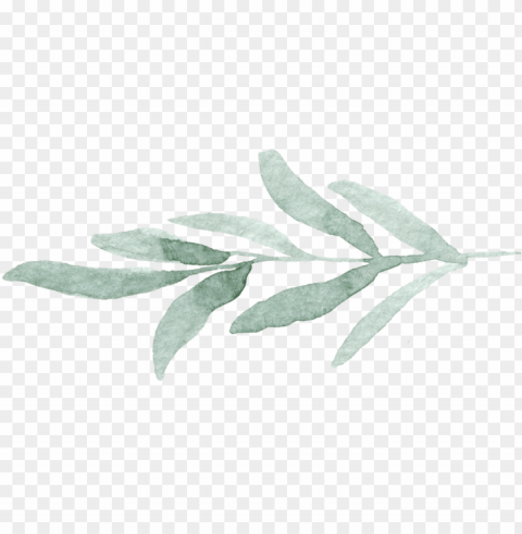 open post - russian olive Isolated Design in Transparent Background PNG