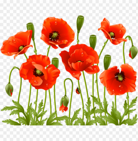 oppy flowers red poppies spring flowers large flowers - red poppy flower PNG for free purposes