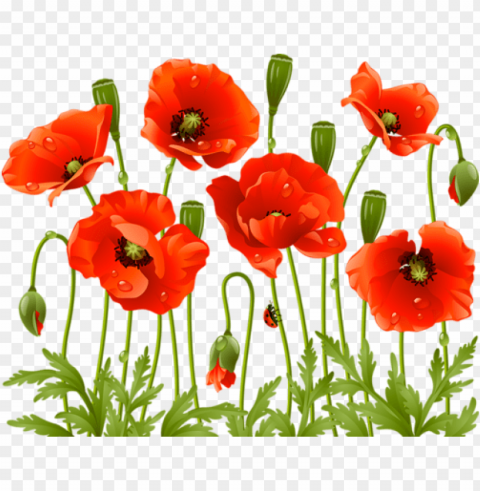 oppy flowers red poppies spring flowers large flowers - red poppy flower PNG for free purposes PNG transparent with Clear Background ID 09635017