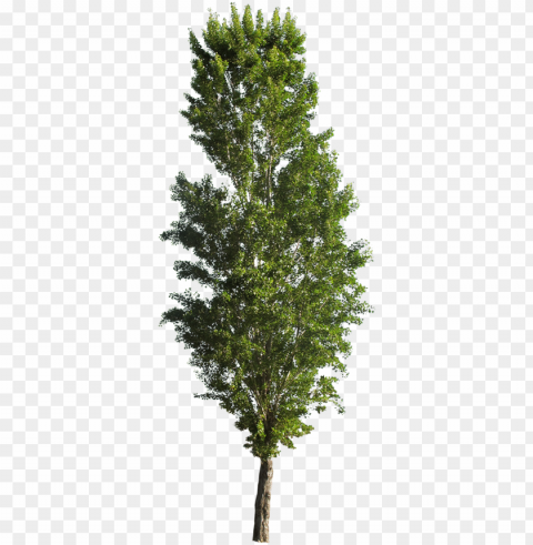 opulus nigra - cutout trees - populus tremula erecta Isolated Character on Transparent PNG PNG transparent with Clear Background ID 040f7aad