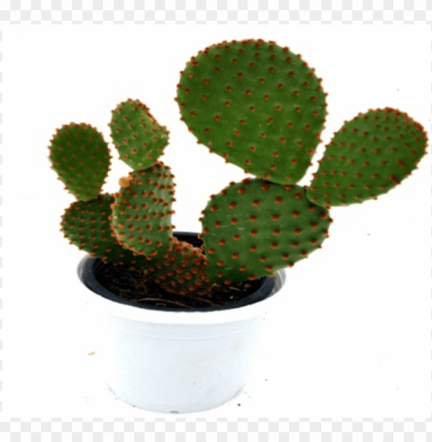 opuntia microdasys subsp - cactus plants Clear PNG pictures package PNG transparent with Clear Background ID e005ca74