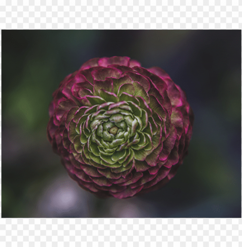 or you might wind up with onions flower delivery bloom PNG images with transparent space