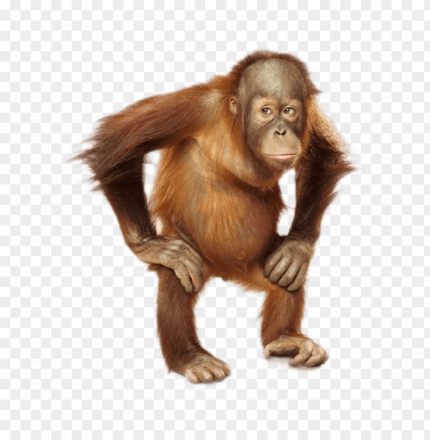 orang hutan Isolated Design Element in PNG Format