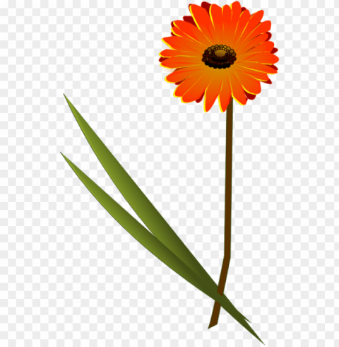 orange gerbera daisy PNG image with no background