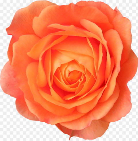 orange rose High-definition transparent PNG