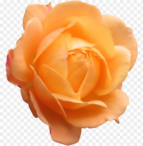 orange rose Transparent PNG Isolated Element with Clarity