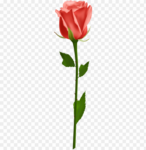 orange rose download - single white rose Isolated Subject in Transparent PNG Format