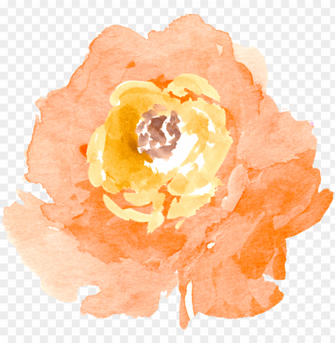 orange transparent watercolour - peach watercolor flower PNG graphics with clear alpha channel broad selection