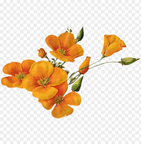 orange-wildflowers - orange wildflowers PNG clipart with transparency