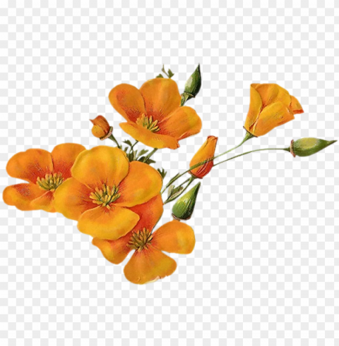 Orange-wildflowers - Orange Wildflowers PNG Clipart With Transparency