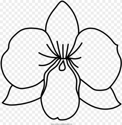 orchid colouring pages banner download - dibujo de una orquídea PNG Graphic Isolated on Clear Background Detail