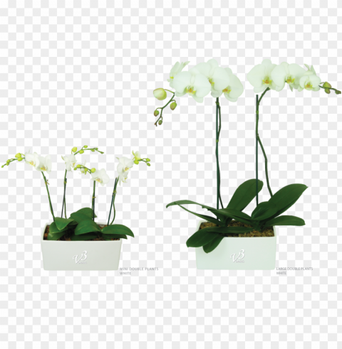 orchids Transparent PNG images for printing