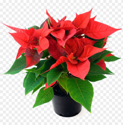 order your beautiful nursery quality poinsettias now - poinsettia plant in bangalore Transparent PNG images for printing