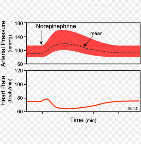 orepinephrine effects on blood pressure and heart - effect of noradrenaline on heart rate Transparent PNG Isolated Object with Detail